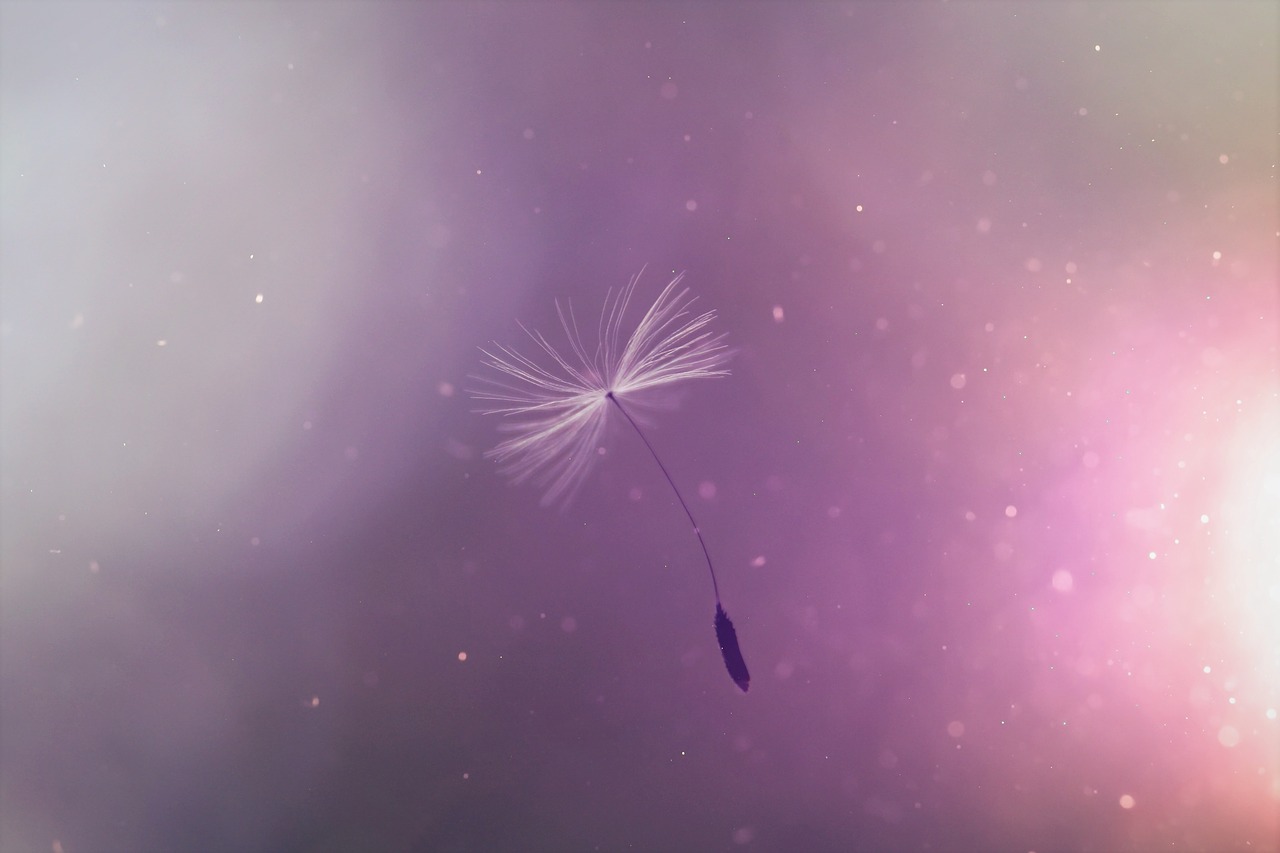 dandelion-4186350_1280